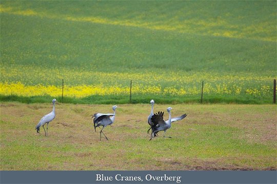 Blue Cranes in the Overberg