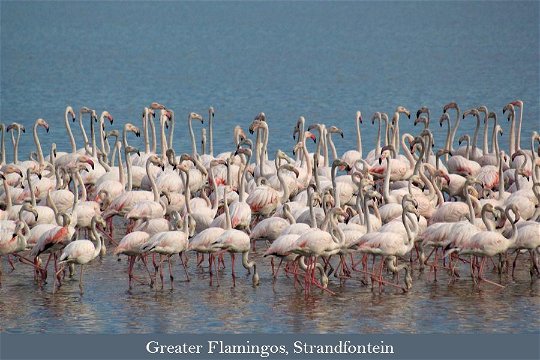 Greater Flamingos at Strandfontein Water Treatement Plant