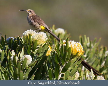 Oct. 2026: Western South Africa Endemics