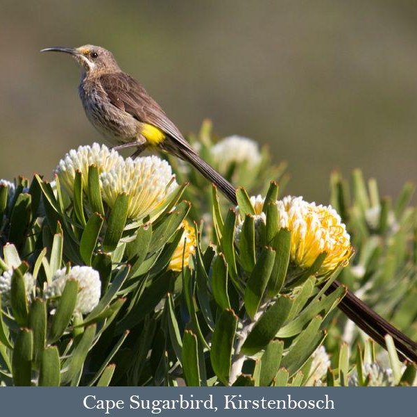 The endemic Cape Sugarbird