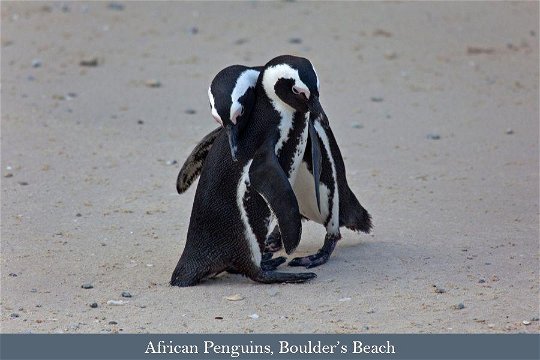 African Penguin pair, Boulder's Beach