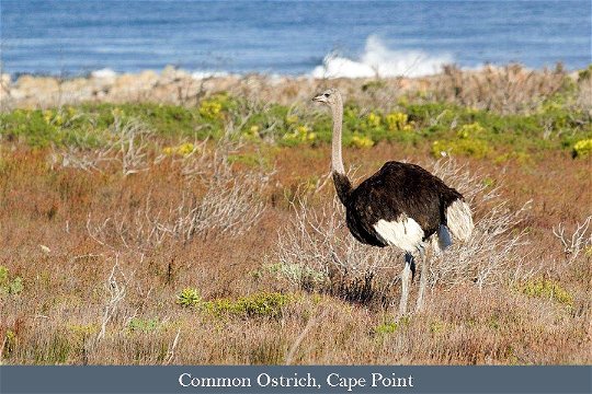 Common Ostrich at Cape Point