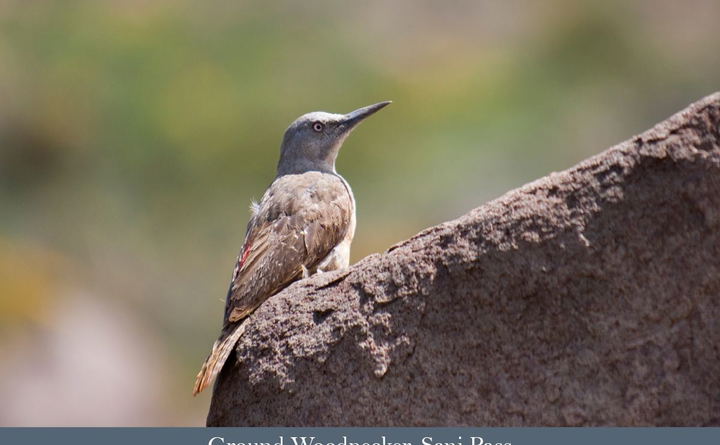 Ground Woodpecker seen on a birding safari. 