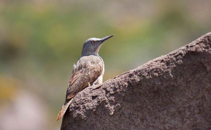 Ground Woodpecker seen on a birding safari.