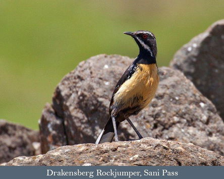 Nov. 2026: Eastern South Africa Endemics