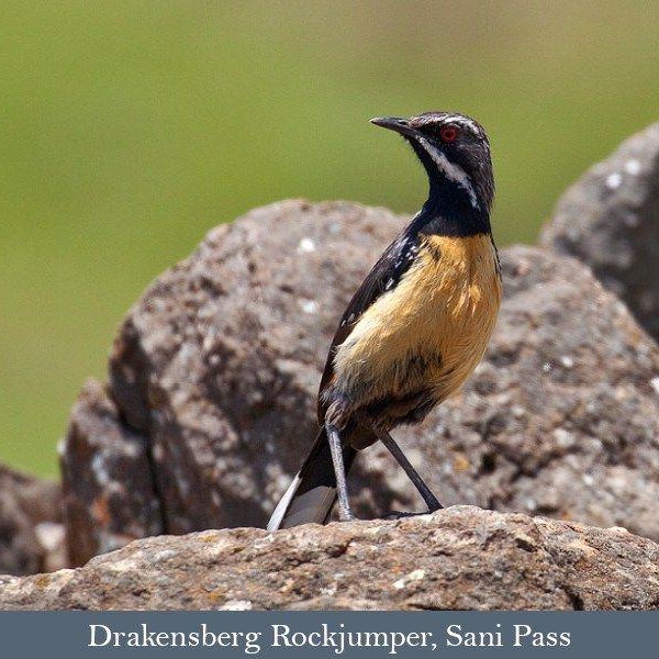 Drakensberg Rockjumper, Sani Pass Drakensberg Rockjumper, Sani Pass
