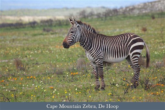 Cape Mountain Zebra, and endemic mammal