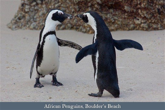 African Penguin pair at Boulder's Beach