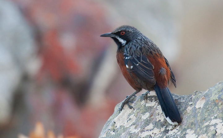 Cape Rockjumper, endemic to the Fynbos Biome.