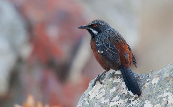 Cape Rockjumper, endemic to the Fynbos Biome.