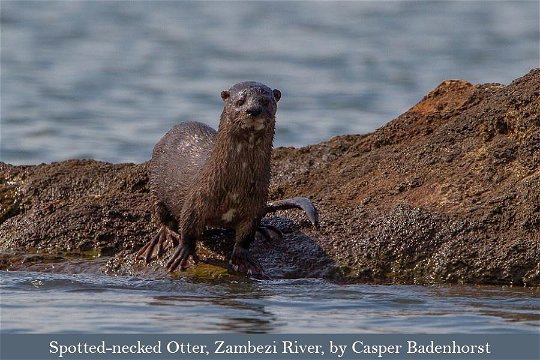 A rare Spotted-necked Otter