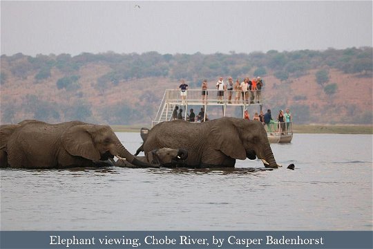 Viewing Elephants in Chobe