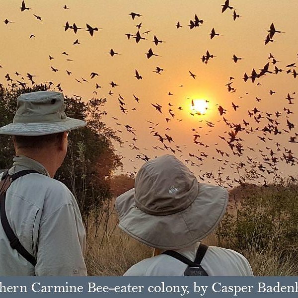 Southern Carmine Bee-eater colony. 