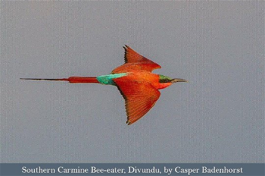 The stunning Southern Carmine Bee-eater