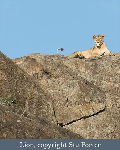 Lioness on a rock, Serengeti