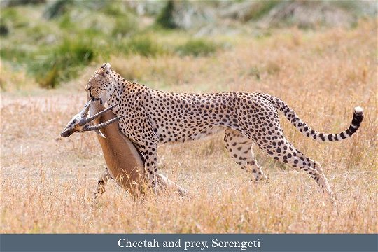 Cheetah and prey, Serengeti