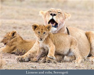 Oct. / Nov. 2024 / 2025: Tanzania Wildlife Safari: the Northern Circuit