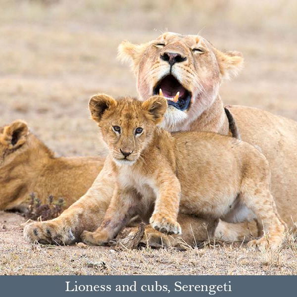 Lioness and cubs, Serengeti Lioness and cubs, Serengeti