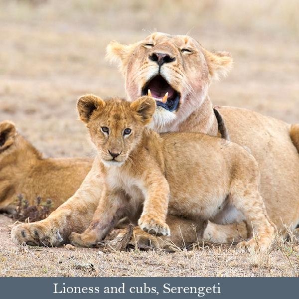 Lioness and cubs, Serengeti