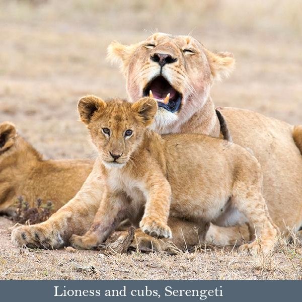 Lioness and cubs, Serengeti Lioness and cubs, Serengeti