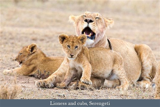 Lioness and cubs, Serengeti