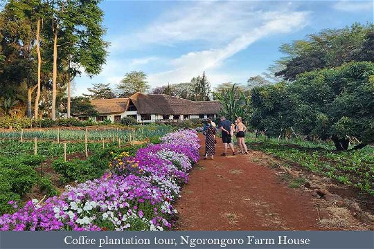 Coffee plantation tour, Ngorongoro Farm House
