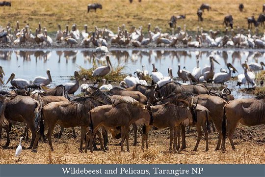 Wildebeest and Pelicans, Tarangire