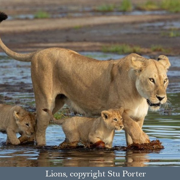 Lioness and cubs Lioness and cubs