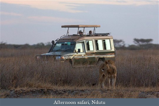 Afternoon safari, Ndutu