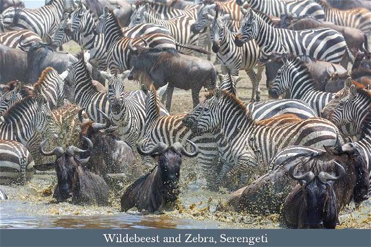 Zebra and Wildebeest, Serengeti