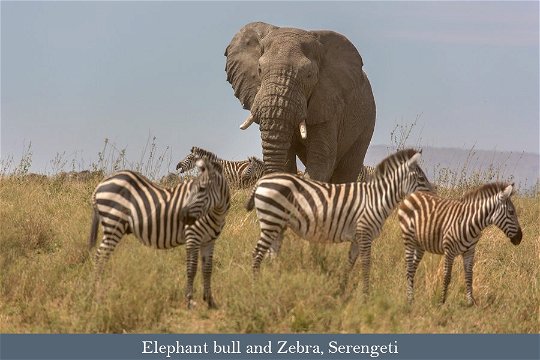 Zebra and Elephant, Serengeti