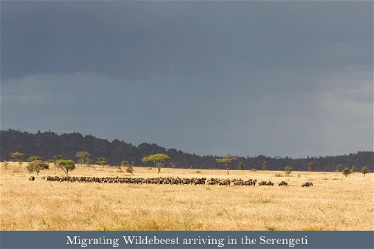 Migrating Wildebeest arriving in Seronera
