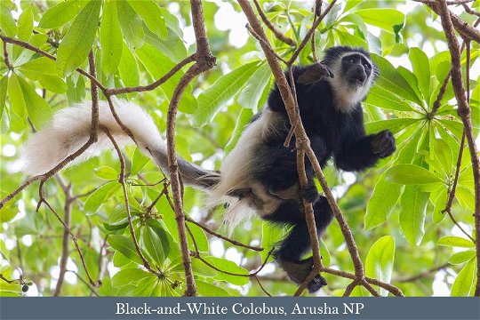 Black-and-White Colobus, Arusha 