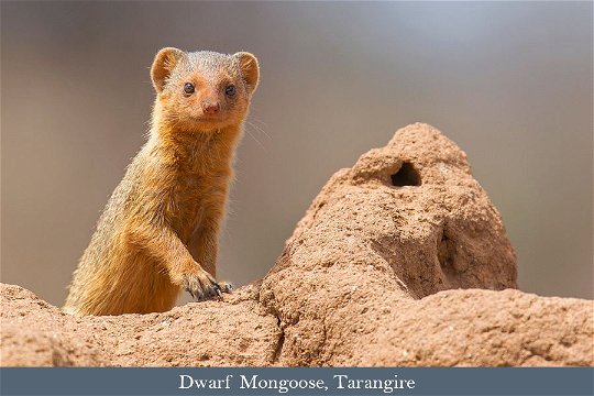 Dwarf Mongoose, Tarangire