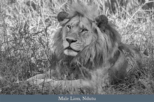 Male Lion, Ndutu