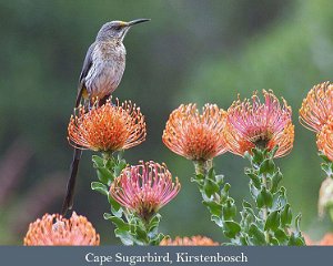 Western Cape Highlights: Birding the tip of Africa