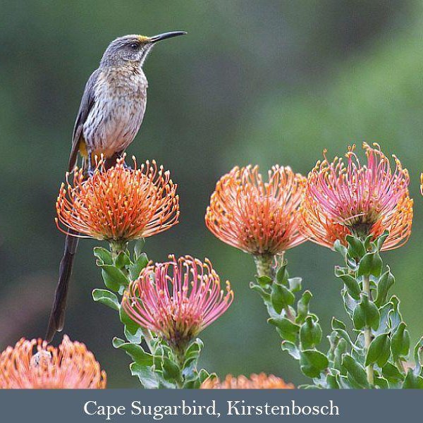 Cape Sugarbird, Kirstenbosch National Botanical Gardens seen on a Bird Watching Tour