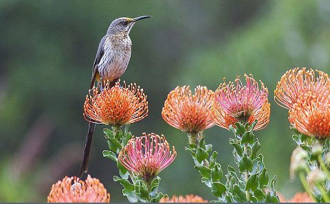 Cape Sugarbird, Kirstenbosch National Botanical Gardens seen on a Bird Watching Tour