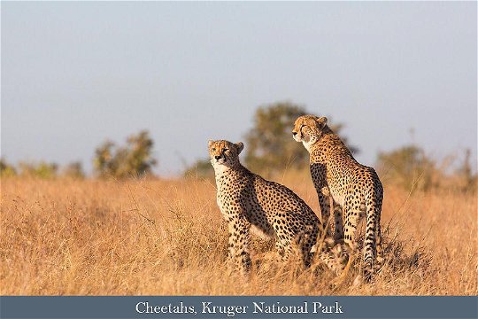 Cheeta pair in the Kruger