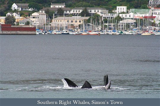 Southern Right Whales near Simon's Town