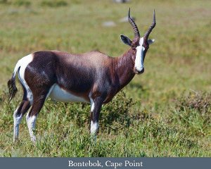 September 2024: South Africa Wildlife Safari: The Cape & Kruger