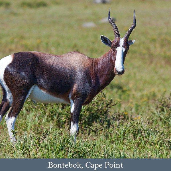 Bontebok, Cape Point Nature Reserve Bontebok, Cape Point Nature Reserve