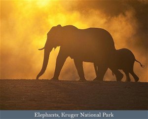 Incredible Kruger Park Safari: an 11-day Birding & Wildlife Safari