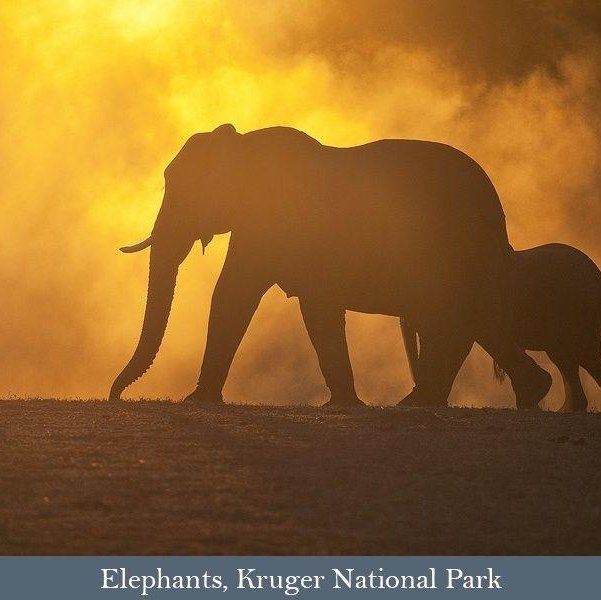 Incredible Kruger Park Safari: an 11-day safari experience Incredible Kruger Park Safari: an 11-day safari experience