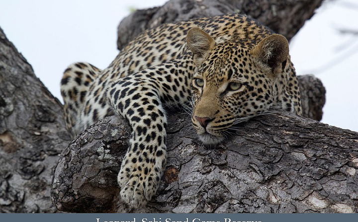 Wildlife of Cape and Kruger Safari: Leopard in the Sabi Sands.