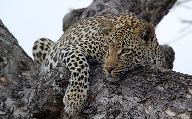 Wildlife of Cape and Kruger Safari: Leopard in the Sabi Sands.
