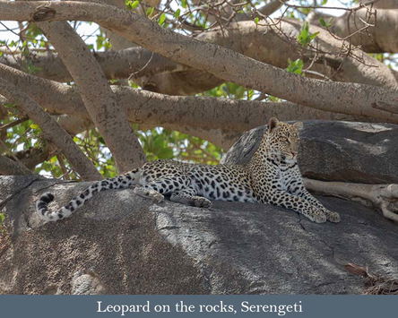 Feb. 2027: Incredible Serengeti Safari
