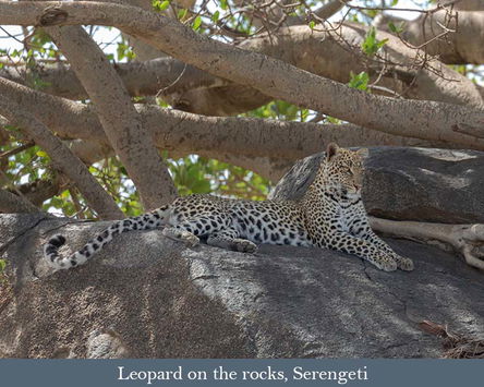 Feb. 2027: Incredible Serengeti Safari