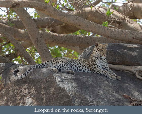 Feb. 2027: Incredible Serengeti Safari