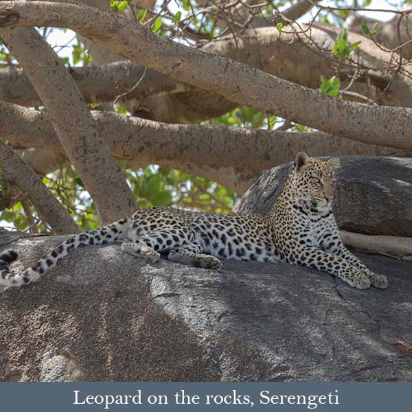 Leopard in the Serengeti Leopard in the Serengeti
